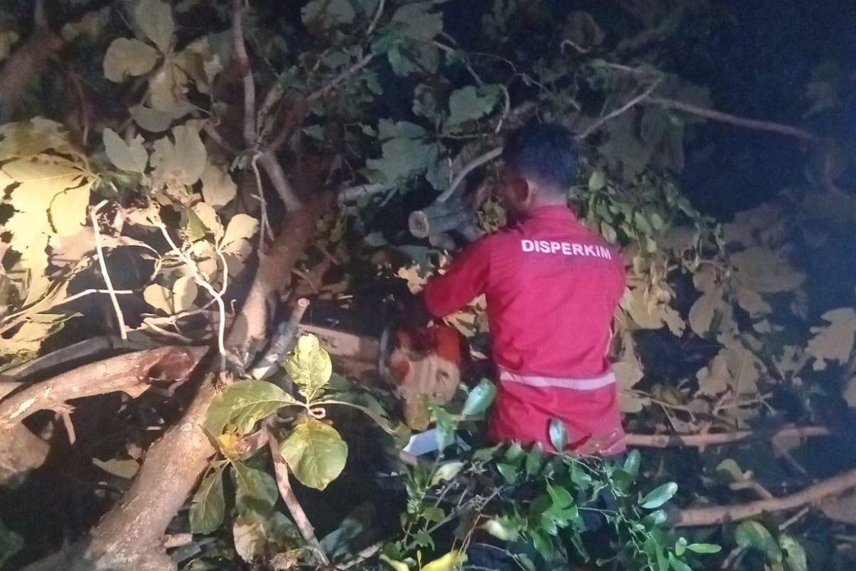 Pemerintah Kota (Pemkot) Semarang menggelar aksi cepat dengan membersihkan 86 titik pohon tumbang hanya dalam waktu satu malam pada Rabu (4/3/2026) sore.

