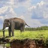 Lanskap Bukit Tigapuluh, Menjaga Ruang Jelajah Gajah Sumatera