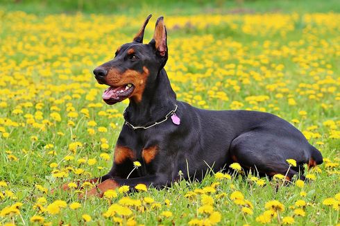 Jangan Keliru, Ini Perbedaan Anjing Beauceron dan Doberman