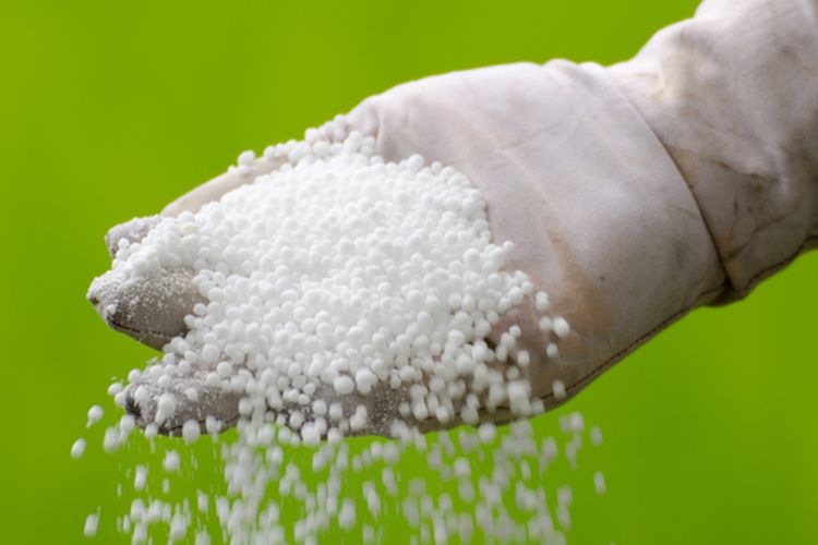 Ilustrasi pupuk urea, pemberian pupuk urea pada tanaman. 