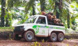 4 Juta Hektare Area Riau Berubah Jadi Lahan Sawit, Ancam Biodiversitas