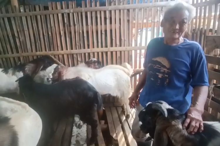 Kisah Dulamin, Nelayan yang 'Banting Setir' Jadi Peternak Kambing di Pesisir Cilincing Jakut