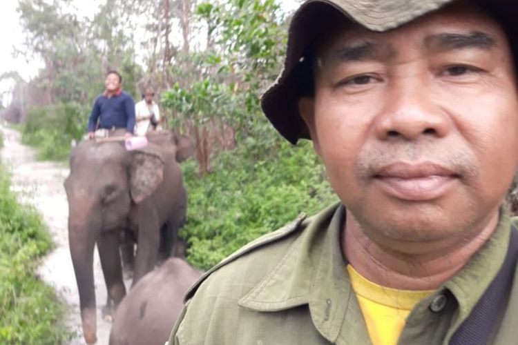 Erwin Daulay bersama para mahout dan gajah berjalan menyusuri jalur hutan Tesso Nilo saat patroli rutin. Perjalanan bisa mencapai belasan kilometer melewati rawa dan kebun.