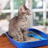 Mengapa Kucing Selalu Mengubur Kotorannya?