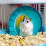 Catat, Ini 5 Makanan Terbaik untuk Hamster Peliharaan