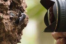 Temuan Lebah Raksasa Maluku, Oasis di Tengah Penurunan Serangga Global