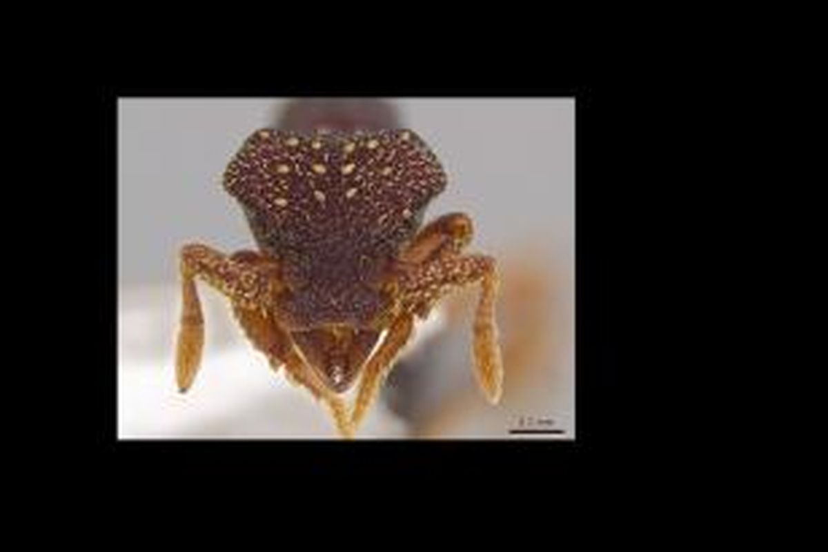 Eurhopalothrix zipacna, spesies semut yang dinamai dengan nama Zipacna, setan mirip buaya dalam mitologi Maya.