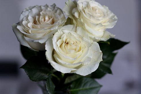 Cari Tahu Arti Bunga Mawar Putih Sebelum Menjadikannya Hadiah