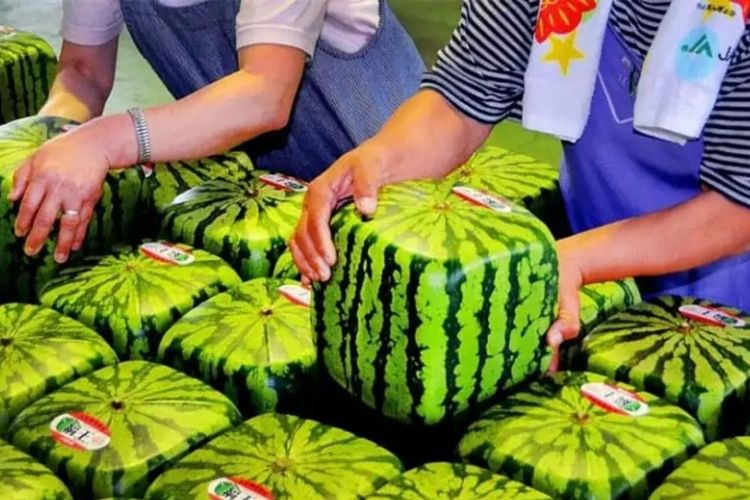 Sebagai salah satu buah termahal di dunia, square watermelon dihargai Rp 12 juta dan buah dengan bentuk tidak biasa ini sudah dipasarkan ke seluruh dunia sejak tahun 2014.