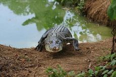 Cari Kepiting, Seorang Nelayan di Filipina Tewas Dimangsa Buaya