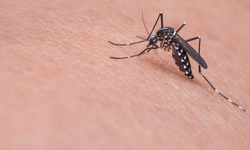 Nyamuk Lebih Pilih Darah Manusia akibat Hilangnya Keanekaragaman Hayati