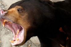 Seorang Warga Terluka Parah Akibat Diserang Beruang Madu