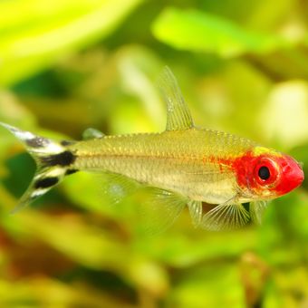 Ilustrasi ikan neon tetra jenis Rummy Nose Tetra.