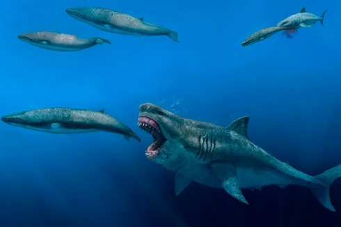 Studi: Hiu Purba Raksasa Megalodon Tak Sebesar yang Diperkirakan