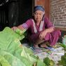 Kemarau Basah Bikin Kualitas dan Harga Tembakau Turun, Petani di Madiun Rugi