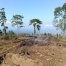 Kawasan Hutan di Tambora Kritis akibat Illegal Logging