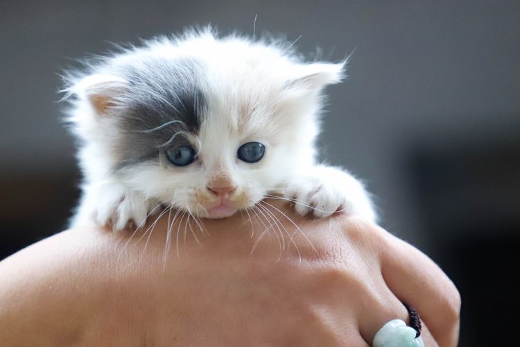Jangan Sembarangan Begini Cara Merawat Anak Kucing Yang Baru Lahir Halaman All Kompas Com