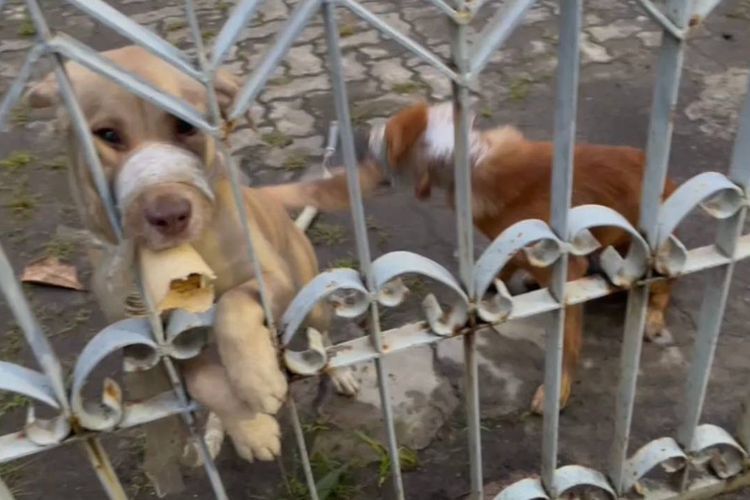 Anjing yang berhasil dievakuasi Animal Hope Shelter di Semarang 