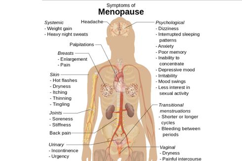 Menopause, Berhentinya Siklus Menstruasi pada Wanita