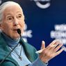 Ahli Primata Jane Goodall Meninggal Dunia di Usia 91 Tahun 