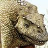 Spesies Baru Dinosaurus Herbivora dari Zaman Permian Ditemukan di Cina