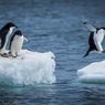Bagaimana Evolusi Penguin Mengubah Burung Ini Jadi Perenang Handal?