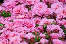 Simbol dan Arti Bunga Mawar Pink, Keanggunan hingga Cinta Pertama