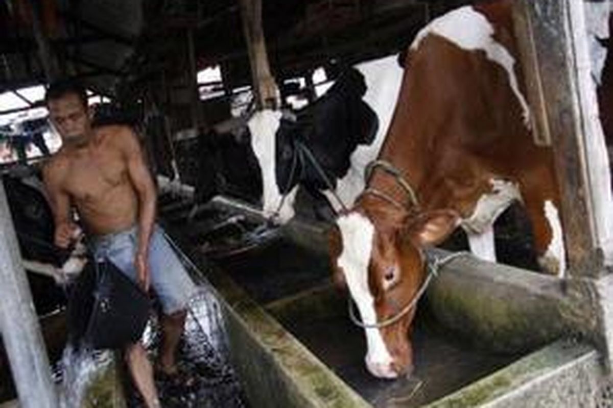 Nardi (37) memberi minuman sapi perah milik Haji Malik di belakang pusat perkantoran Mega Kuningan, Jakarta Selatan, Rabu (13/8). Di tengah kepungan gedung perkantoran keberadaan mereka masih bertahan, tahun 1970-an kawasan ini menjadi sentra peternak sapi perah. 