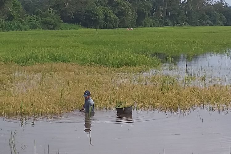 Suami Eva (43), Edi (44) terpaksa panen padinya di tengah banjir yang melanda sawahnya di Desa Balam Jaya, Kacamatan Tambang, Kabupaten Kampar, Riau, Sabtu (14/12/2019).