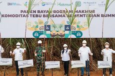 Sinergi BUMN dalam Program Makmur Dorong Produktivitas Tebu di Subang