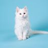 8 Fakta Menarik yang Jarang Diketahui tentang Kucing Putih