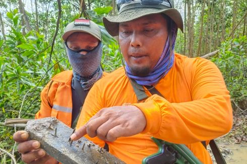 Jalur Patroli di Riau Dipasang Ranjau Paku oleh Pelaku Perambah Hutan