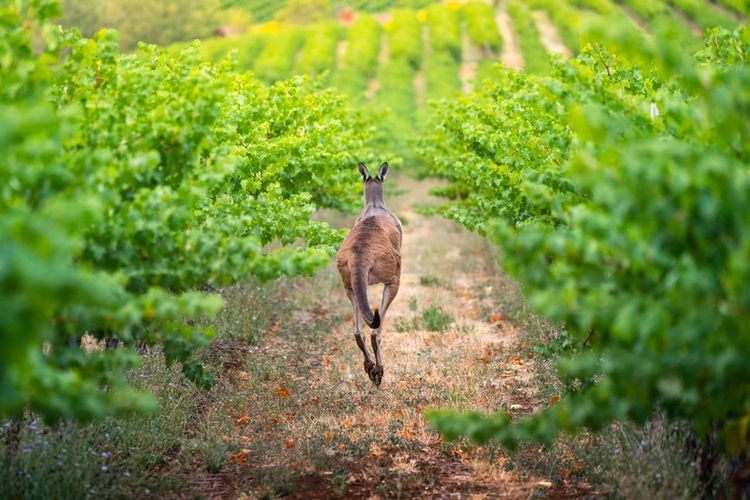 Ilustrasi kebun anggur di Australia Selatan.