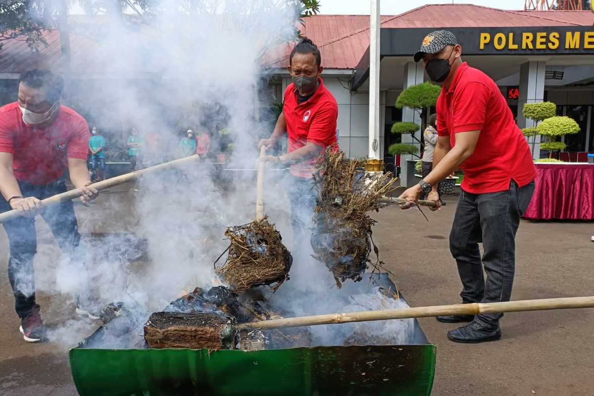 Pemusnahan ganja kering seberat 32 kilogram dengan cara dibakar langsung menggunakan tong terbuka oleh Satuan Reserse Metro Bekasi Kota pada Jumat (1/4/2022). Disebutkan bahwa ganja tersebut merupakan hasil dari operasi yang dilakukan oleh aparat kepolisian sejak bulan Januari - Maret 2022. (KOMPAS.com/Joy Andre T). 