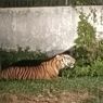 Harimau Sumatera Muncul di Pabrik Dumai Riau, Sang Raja Hutan Kehilangan Arah dan Rumah?