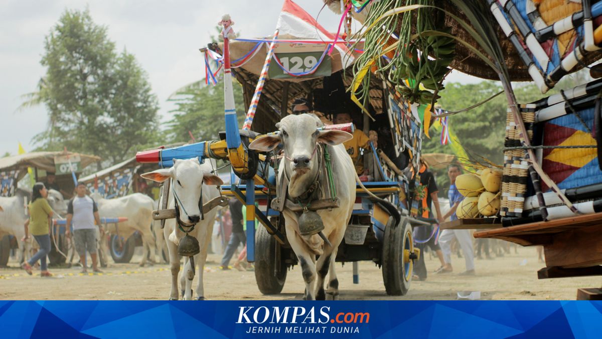 Melihat Alat Transportasi Tradisional Gerobak Sapi di Sleman