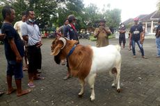 Timbulkan Kerumunan dan Tak Kantongi Izin, Kontes Kambing Etawa Dibubarkan Polisi