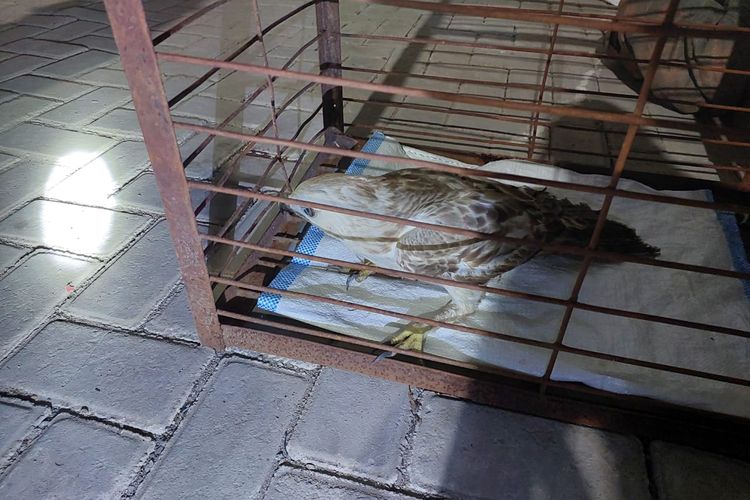 Elang Jawa Ditemukan Terluka di Gresik, Diduga Bekas Peliharaan Warga