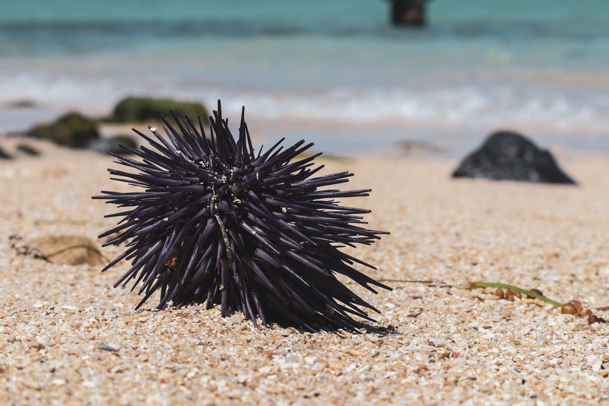 Populasi bulu babi di Kepulauan Canary, Spanyol, turun drastis akibat penyakit misterius dan terancam punah. Simak selengkapnya.
