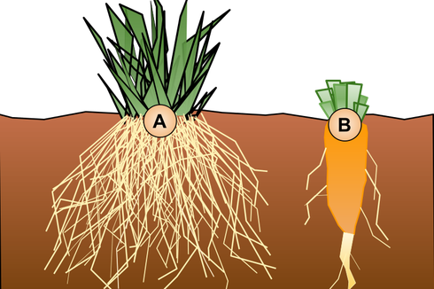 Jenis Akar Tumbuhan Berdasarkan Bentuknya
