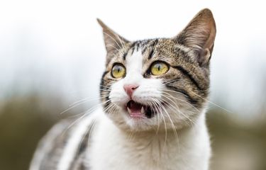 Ribuan Tahun yang Lalu Kucing Tak Mengeong, Ini Sebabnya