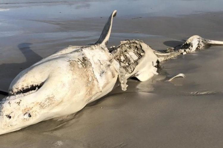 Bangkai hiu yang terdampar di pesisir pantai dengan bagian perut terkoyak.