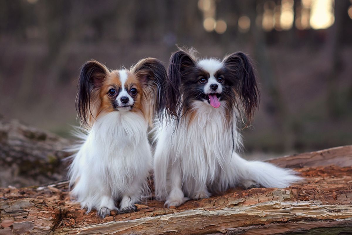 Ilustrasi anjing Papillon.