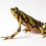 Studi Ungkap Lingkungan Tentukan Ukuran Mata Katak