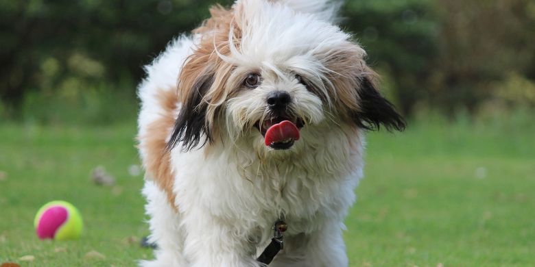 6 Tips Membuat Anjing Panjang Umur Halaman All Kompas Com 6 Tips Membuat Anjing Panjang Umur Halaman All Kompas Com