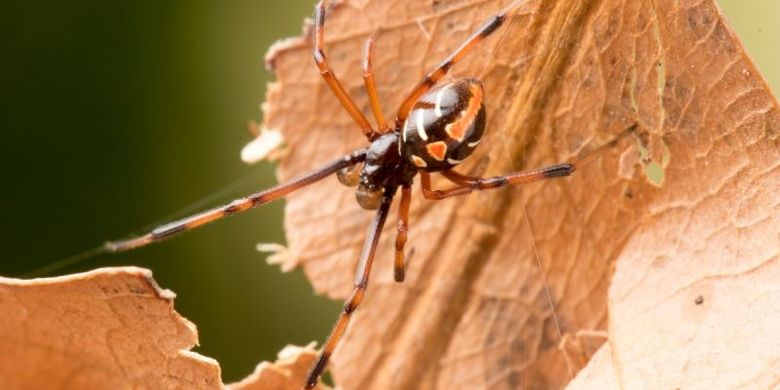 Laba-laba janda hitam (Latrodectus mactans)