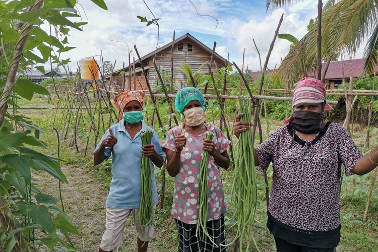 Program ?Kebun Sayur? untuk para perempuan di Papua Barat.