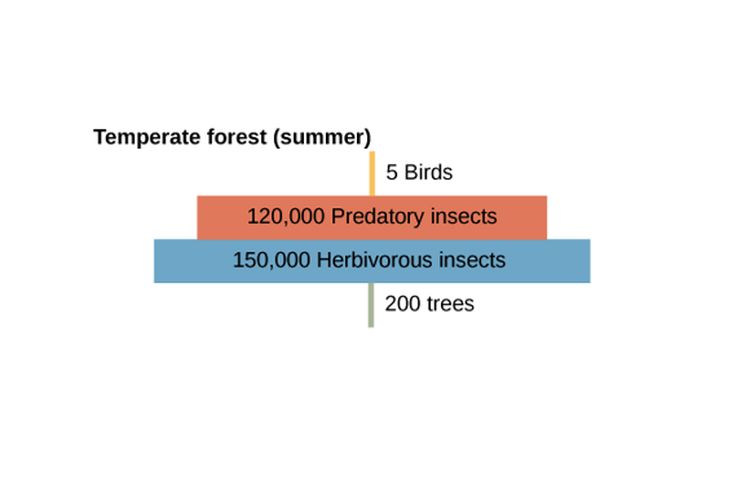 Piramida jumlah ekosistem hutan