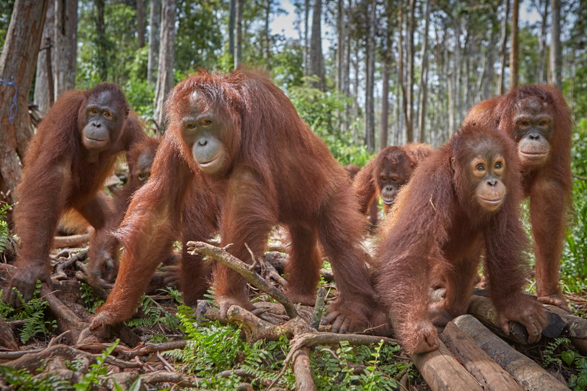 Orangutan Boreno (Pongo pygmaeus) salah satu primata yang terancam punah asal Indonesia. Banyak hewan terancam punah turut berkontribusi pada munculnya wabah penyakit baru yang mengancam umat manusia.