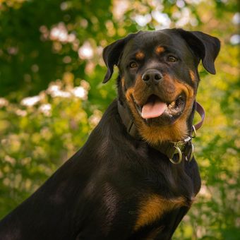 Ilustrasi anjing Rottweiler 